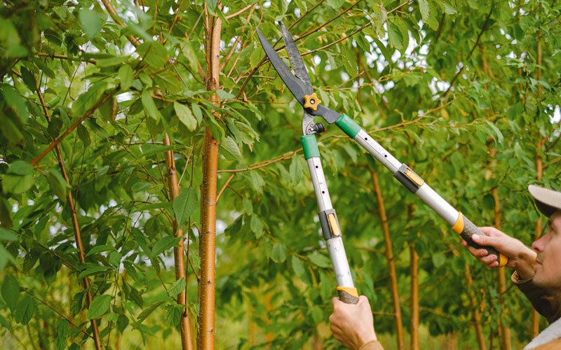 Tree trimming in Shullsburg, WI