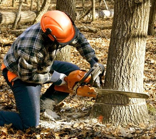 Tree Removal in Shullsburg, WI